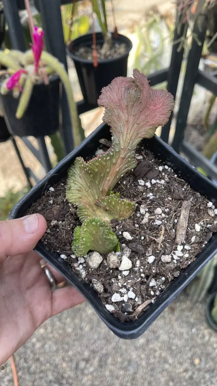 Euphorbia Sea Lettuce, Crested Medusa 5” thumbnail