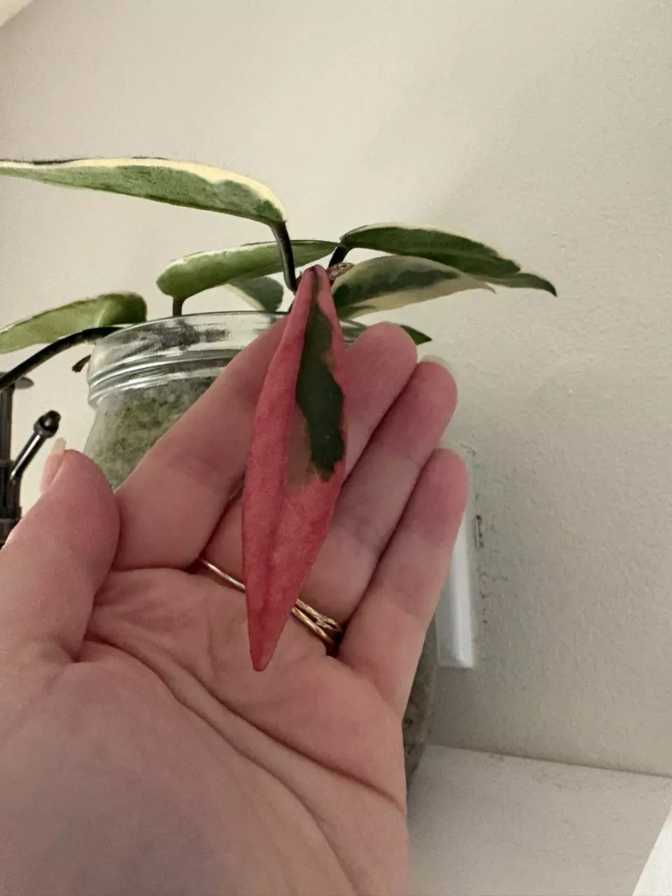 Pink Flamingo Dream Hoya Cutting thumbnail