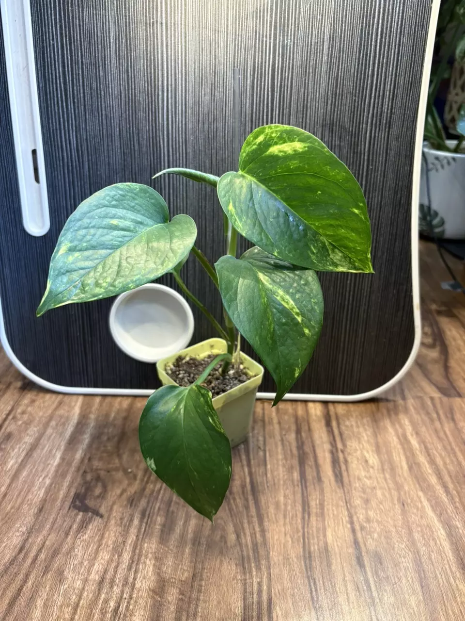 Golden Pothos (Epipremnum aureum) thumbnail