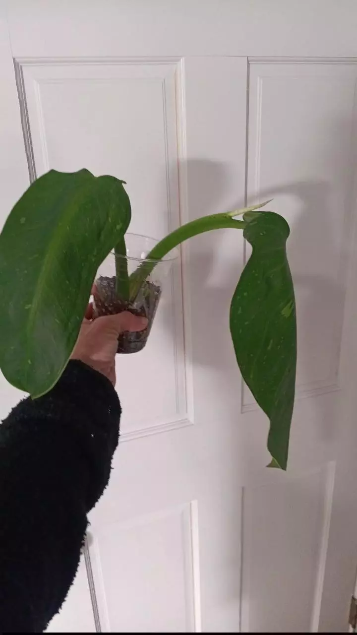 Philodendron Jose Bueno Top Cut thumbnail