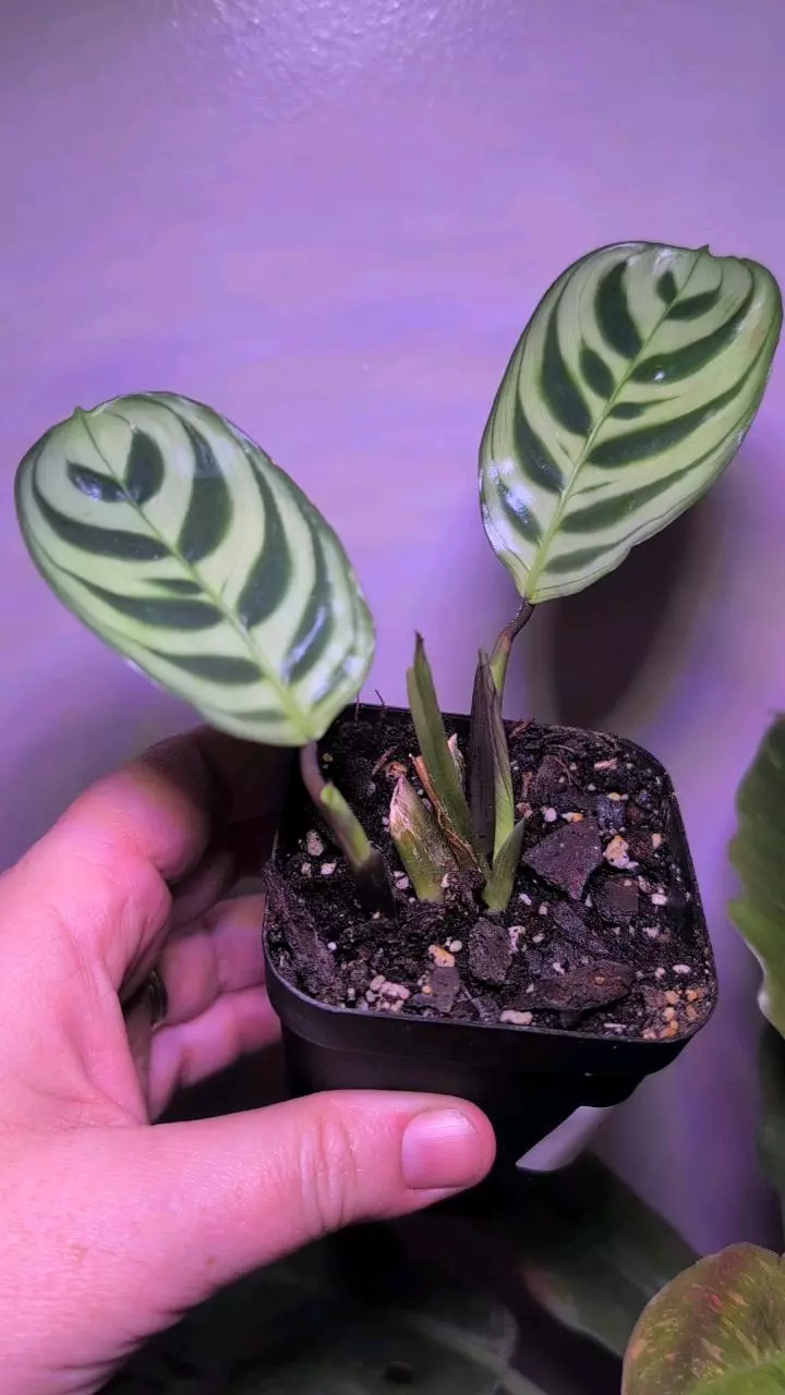 Fishbone Calathea thumbnail