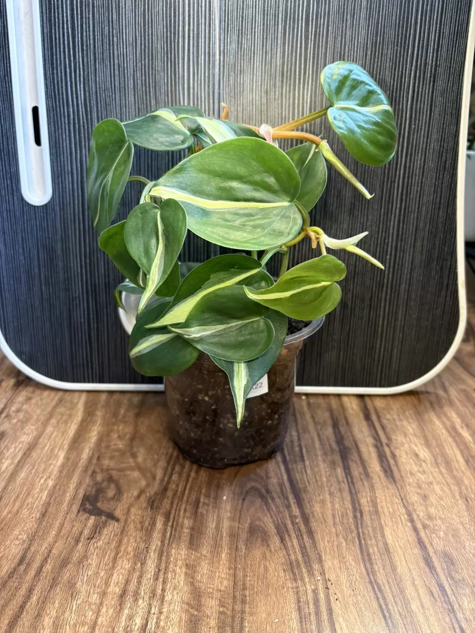 Philodendron hederaceum ‘Brasil’ (5” Pot) thumbnail