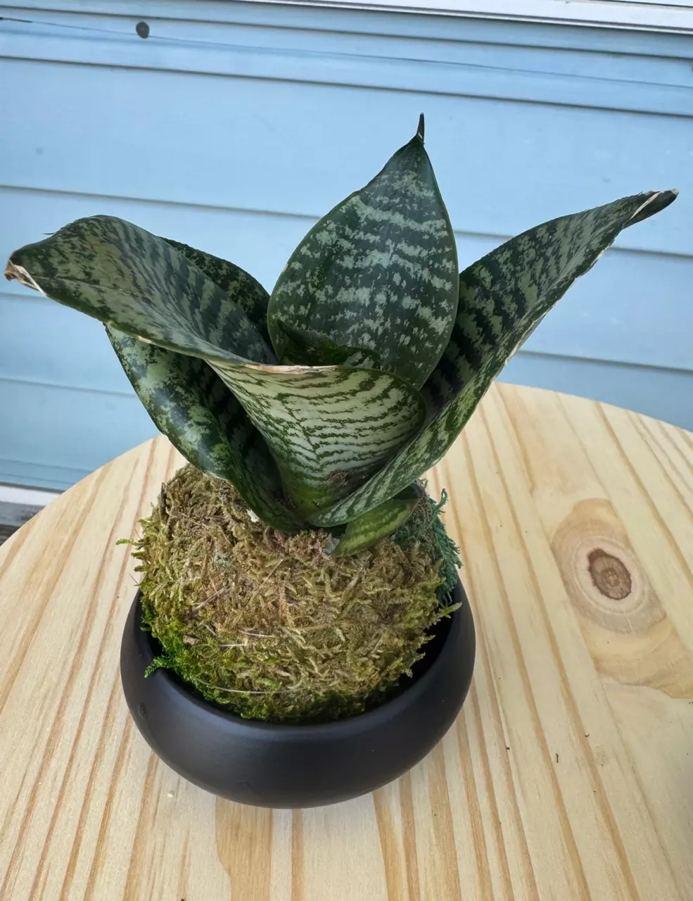 Kokedoma Sansevieria with plate thumbnail
