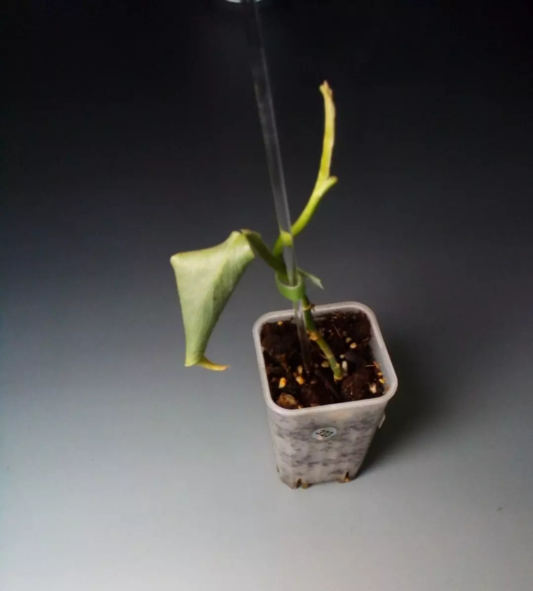 Philodendron Silver Sword REHAB #323 thumbnail