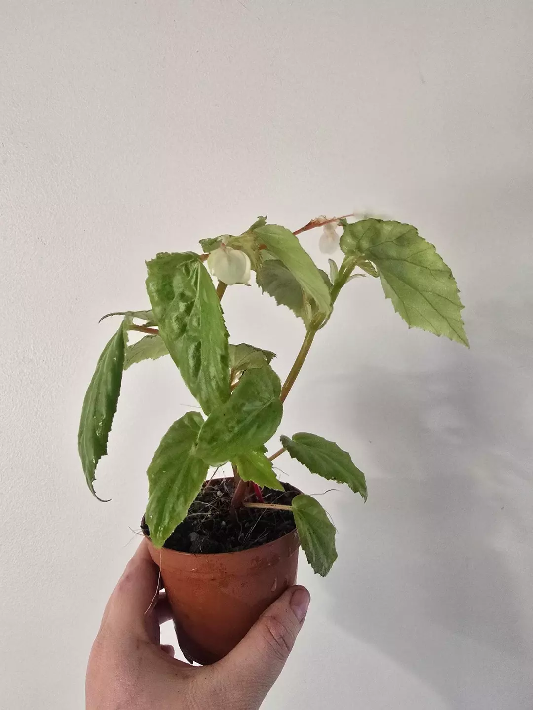 Begonia NOID thumbnail