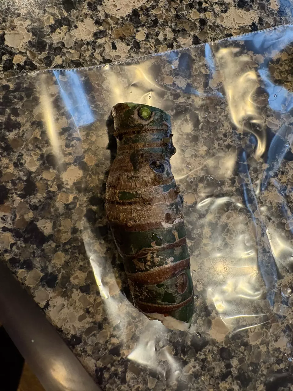 Mystery Alocasia Chonk thumbnail