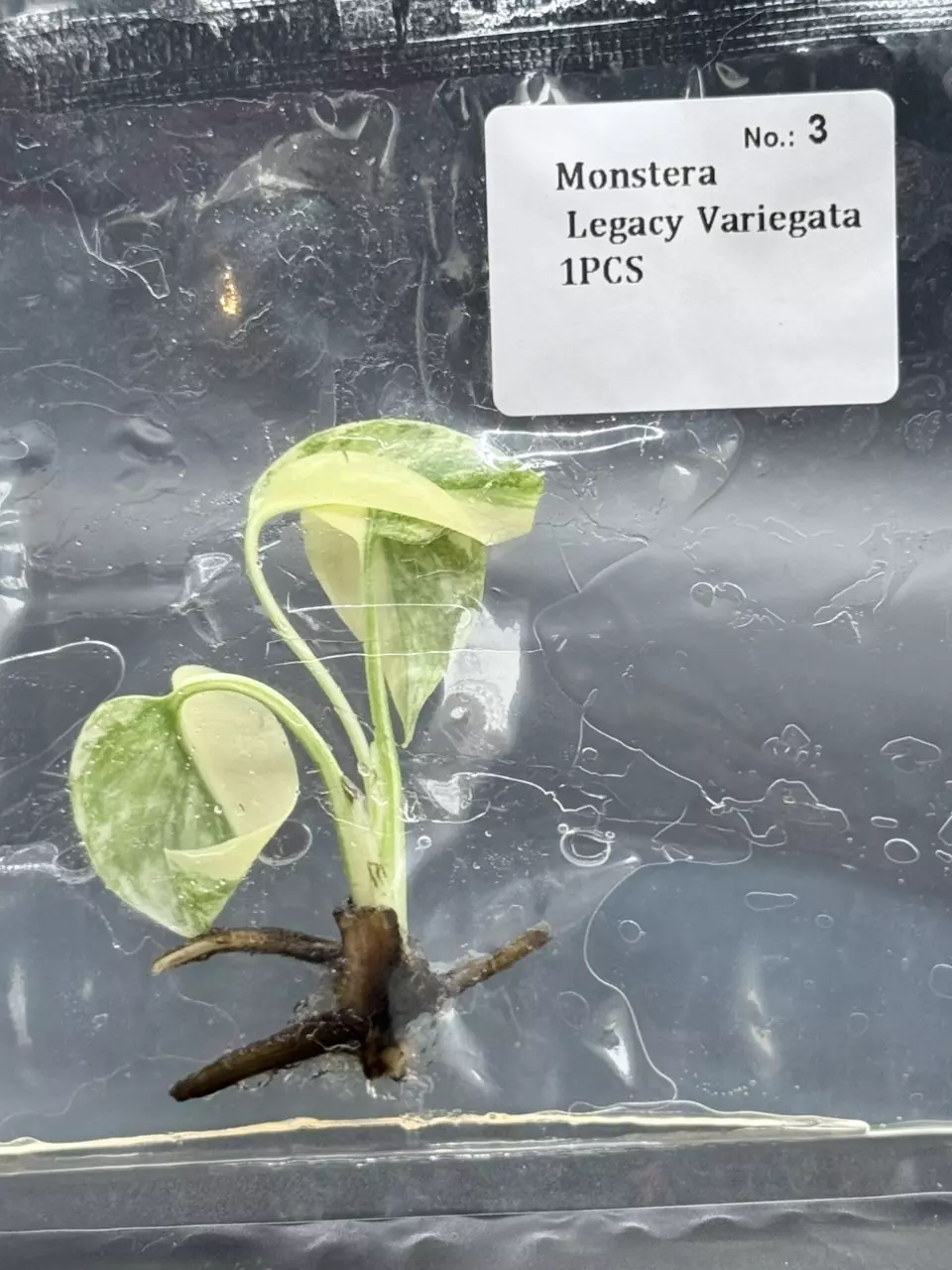 Monstera Legacy (3) thumbnail