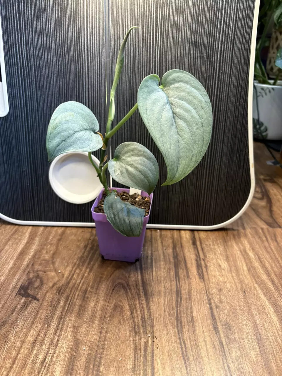 Scindapsus treubii ‘Silver Hero’ thumbnail