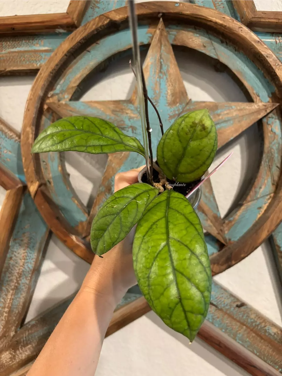 Hoya ILM 1029 thumbnail