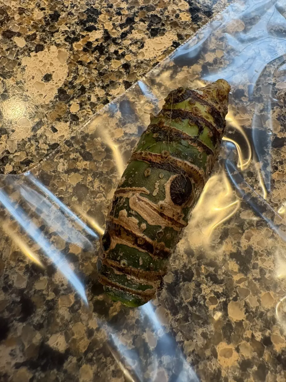 Mystery Alocasia Chonk thumbnail