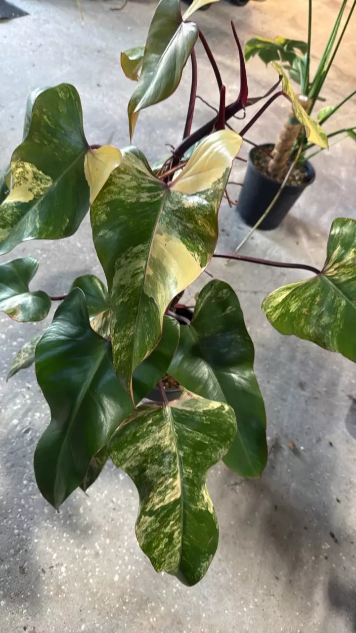 Philodendron Strawberry Shake Lg thumbnail