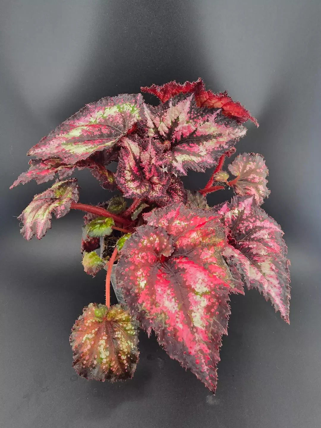 Begonia Harmony's Cherry Bomb thumbnail