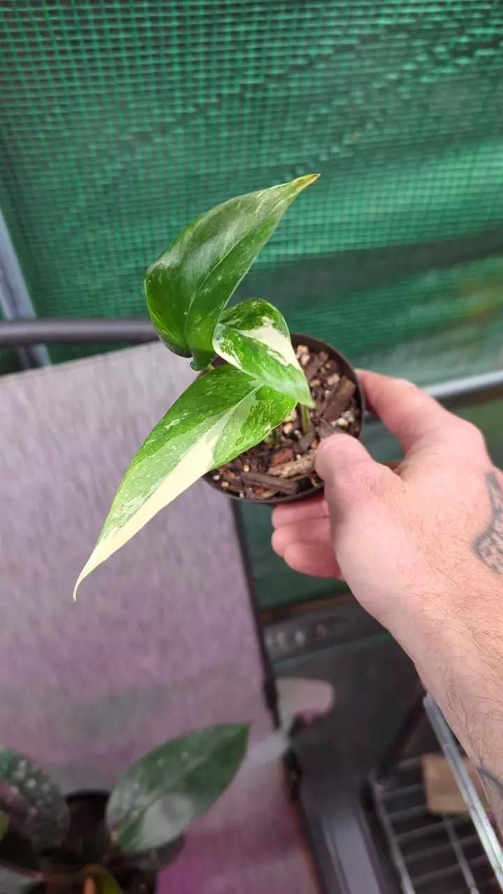 717 Epipremnum Marble thumbnail