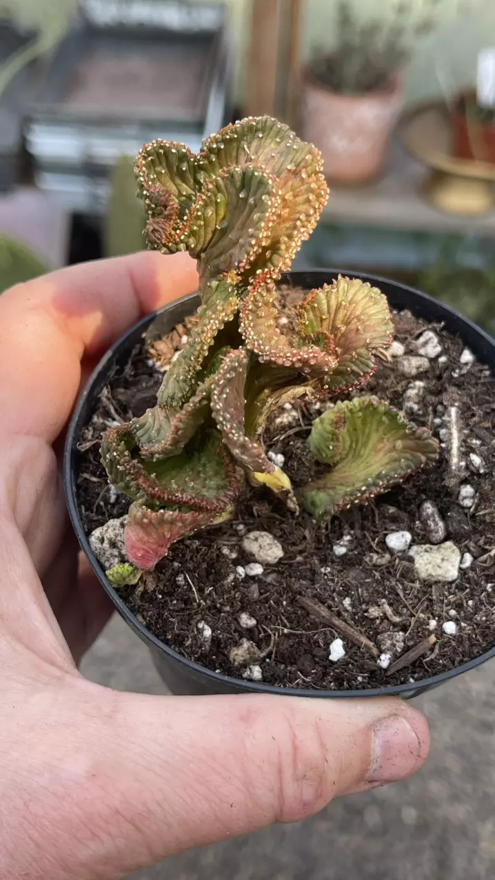 Euphorbia Sea Lettuce, Crested Medusa 3” thumbnail