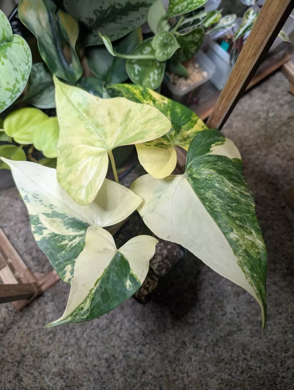 Antherium Pterodactyl Var thumbnail