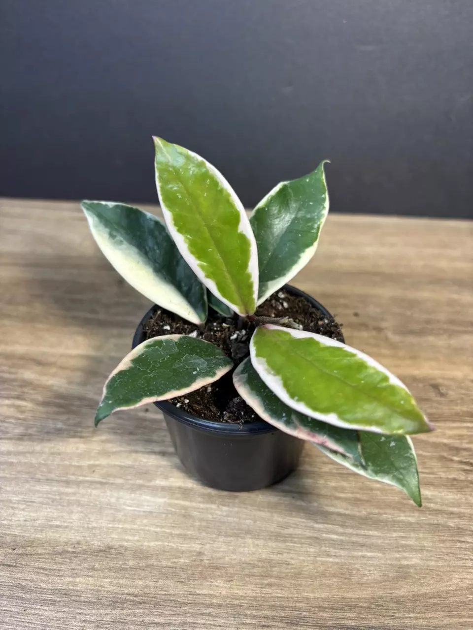 Hoya Flamingo Dream 3” 3233 thumbnail