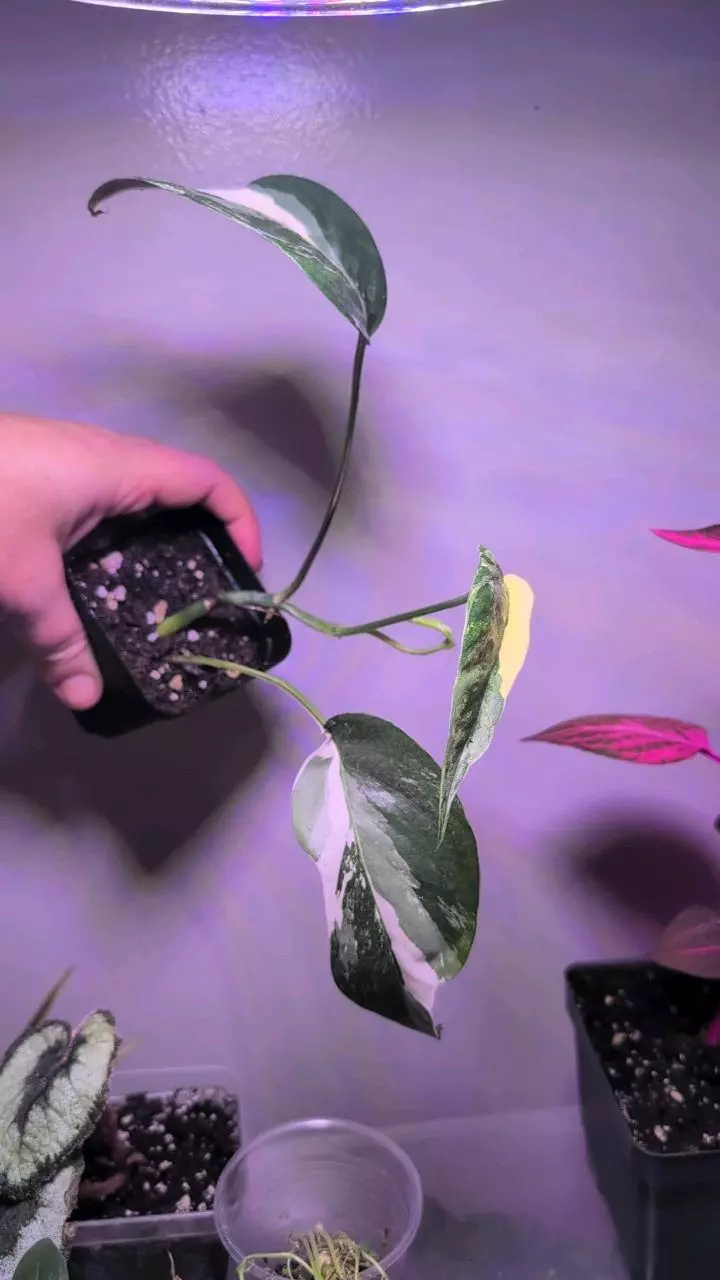 Epipremnum pinnatum albo thumbnail