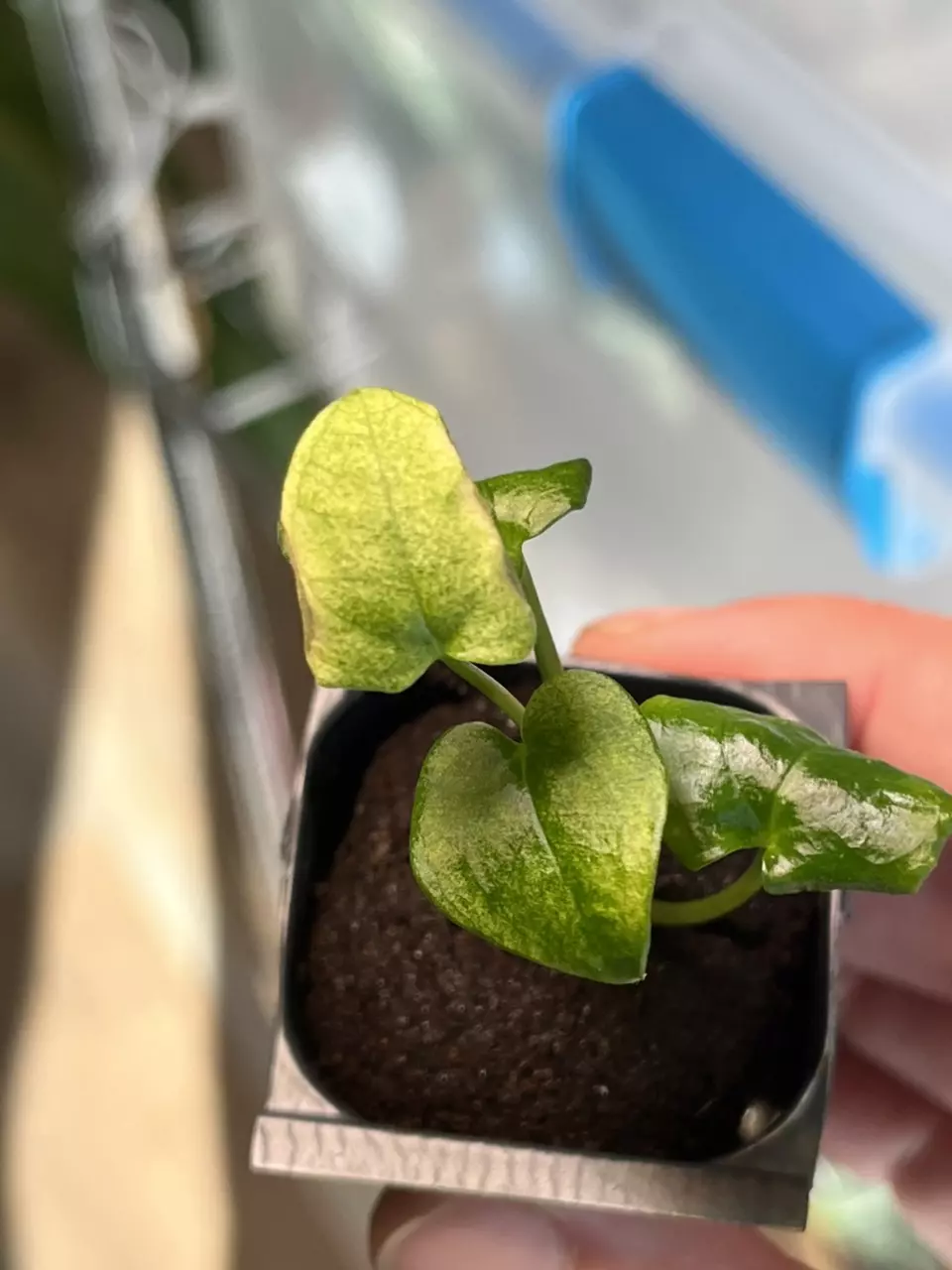 Dark Phoenix Mint ding & dent discount thumbnail