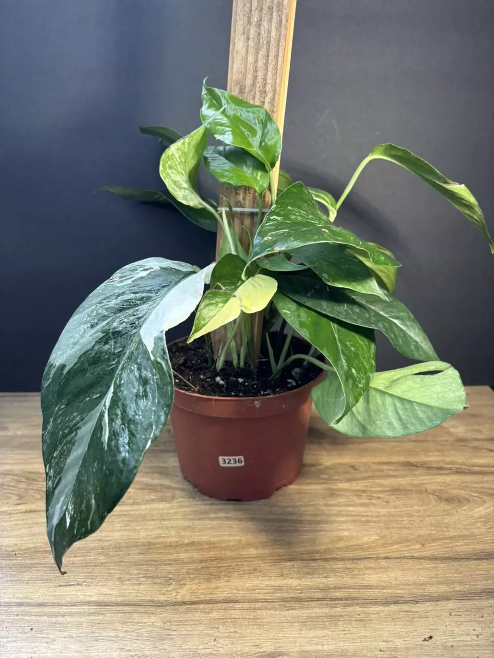 Epipremnum Pinnatum Variegated 6” Totem pole thumbnail