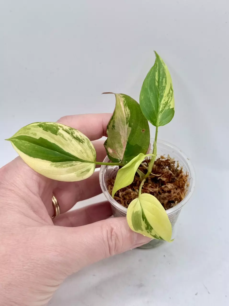 Philo Micans Aurea/pink thumbnail