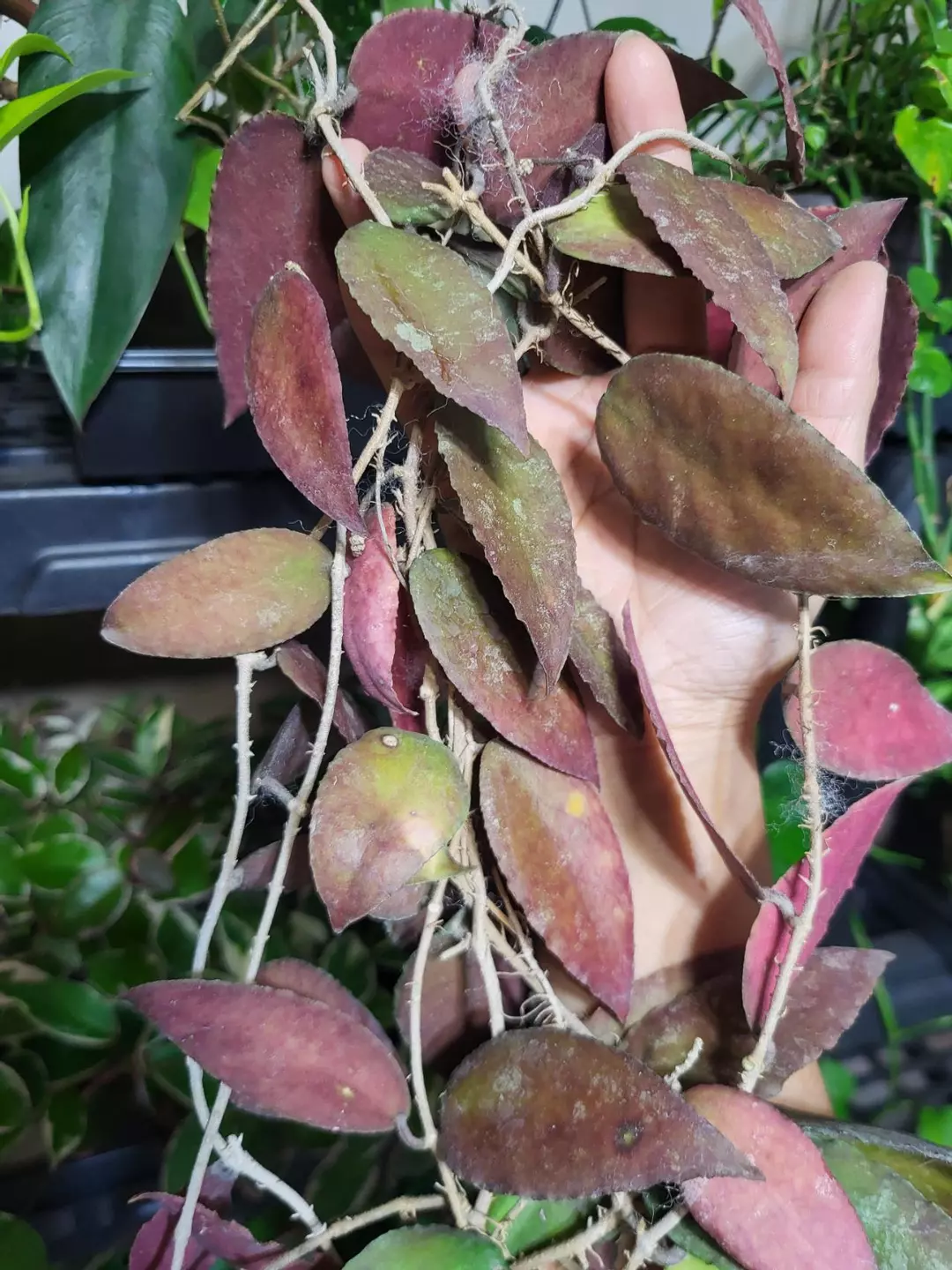 Hoya caudata sumatra ( cutting) thumbnail