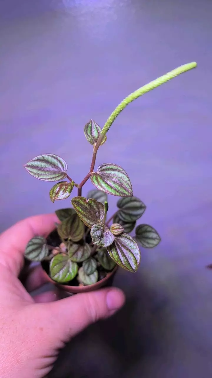 Peperomia ablovittata "piccolo banda" thumbnail
