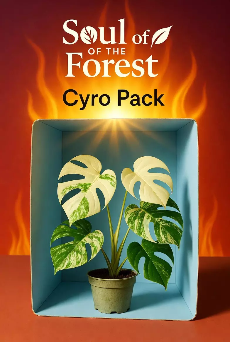 Cyro Pack For Hot Weather ☀️🛡️🧊 thumbnail
