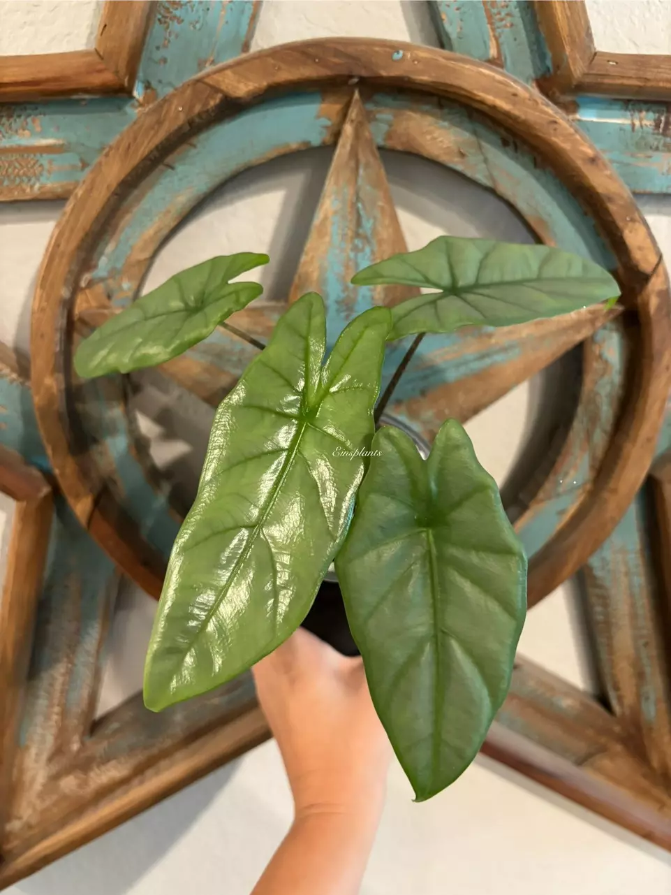 Alocasia Corozon *CORM* thumbnail