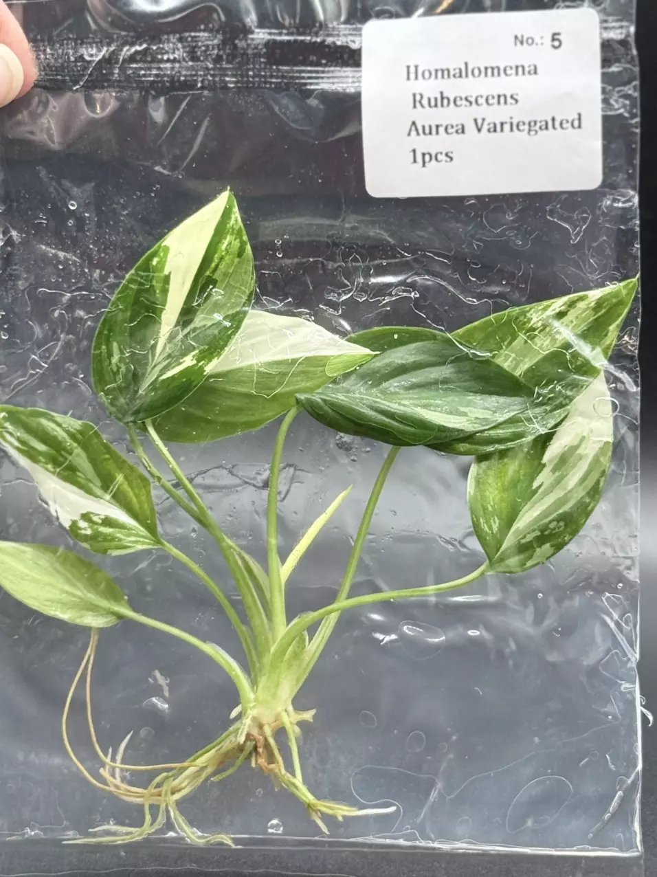 Homalomena Rubescens Aurea (5) thumbnail