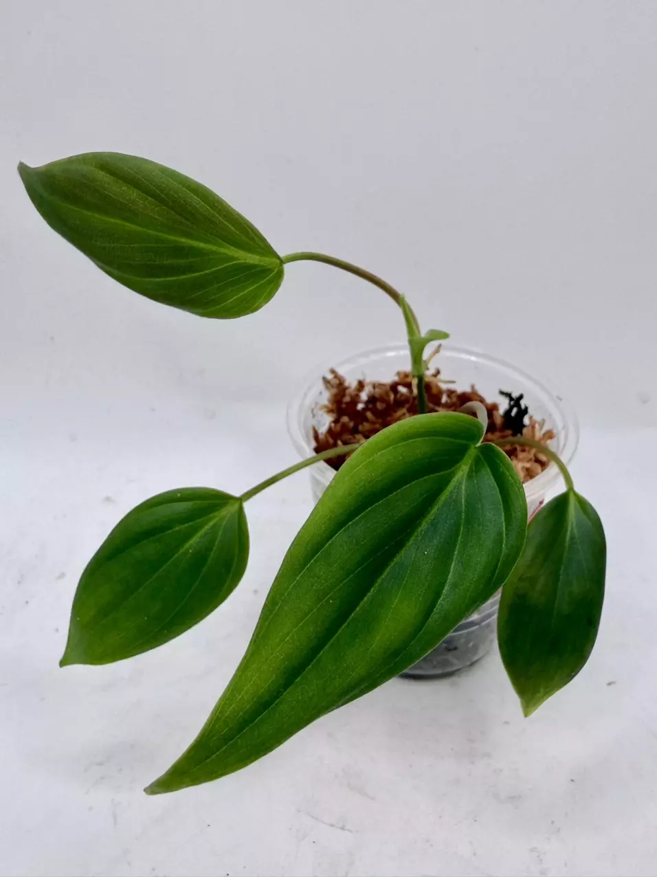 Revertes Micans Aurea thumbnail