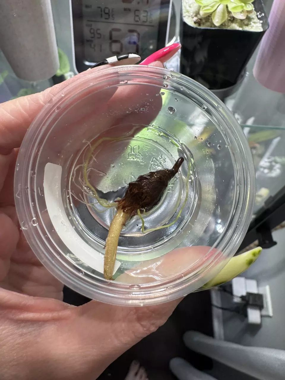 Alocasia Golden Bone Corm thumbnail