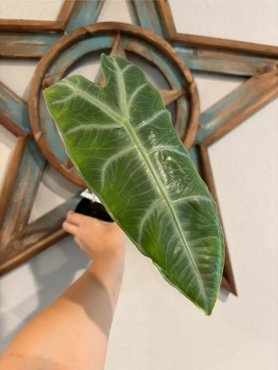 Alocasia Longiloba Sp. NOID from Malaysia *CORM* thumbnail