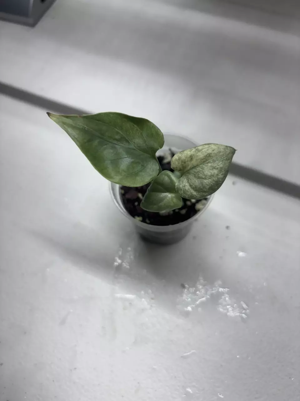 Amydrium Silver Var thumbnail