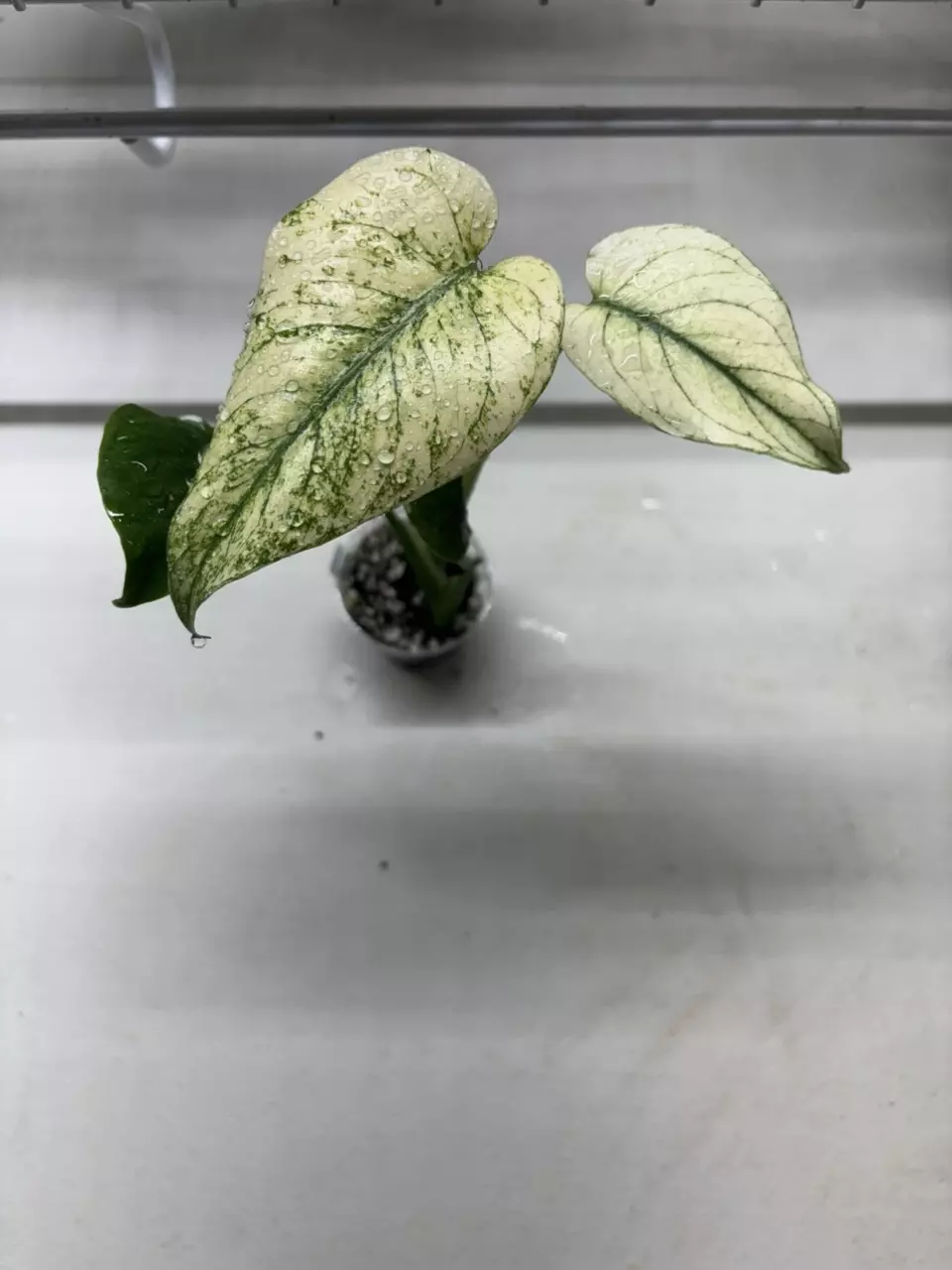 Monstera Jungle Mint thumbnail