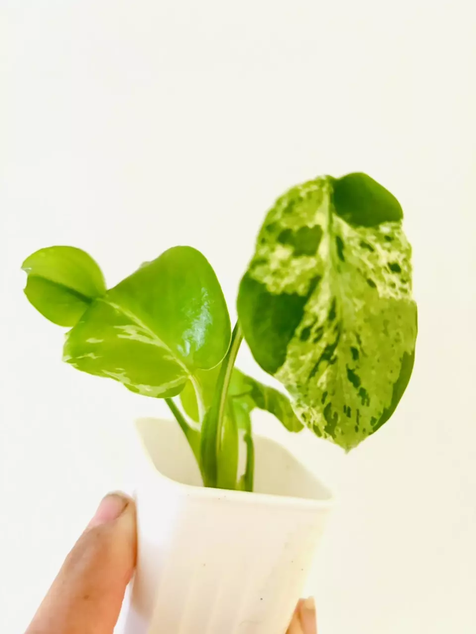 Monstera Bulbasaur Pland thumbnail