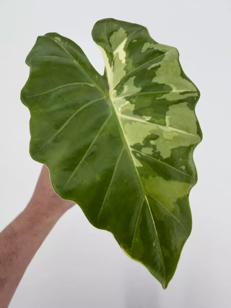 Alocasia Portora Albo Variegated # 588 thumbnail