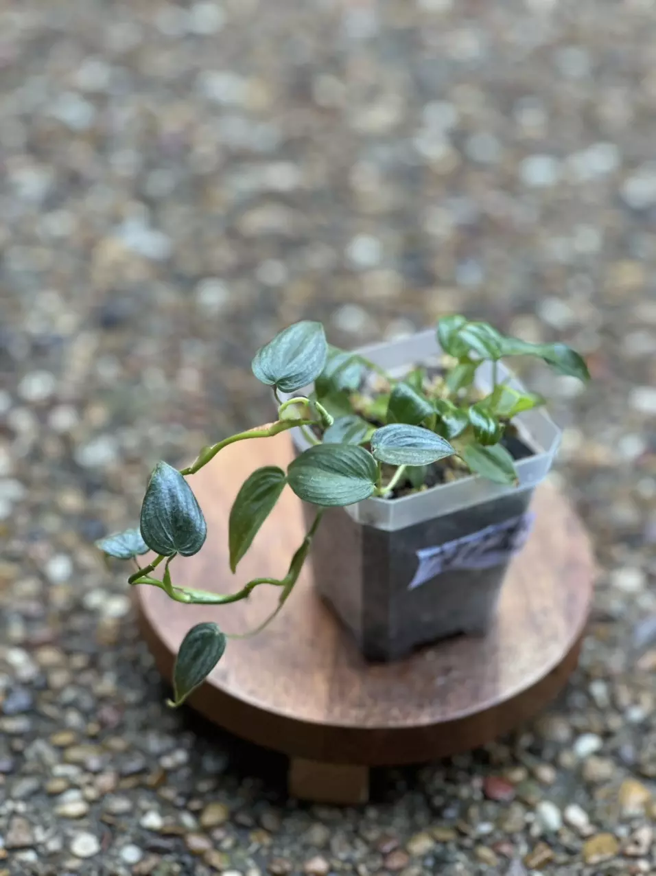 Philodendron Brandi x Columbia thumbnail