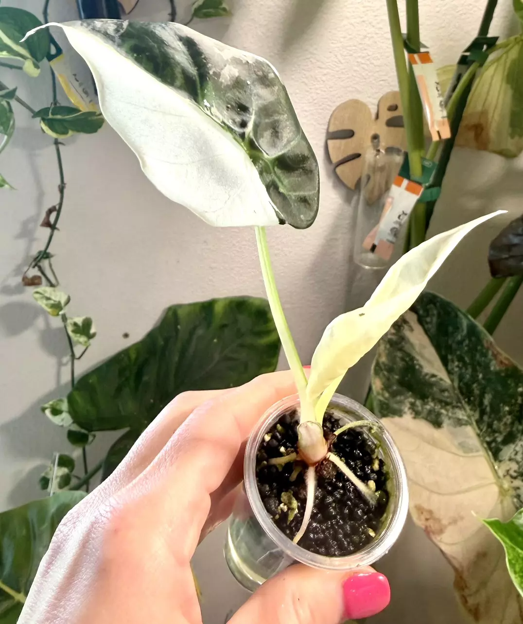 Albo Regal Sheild Alocasia thumbnail