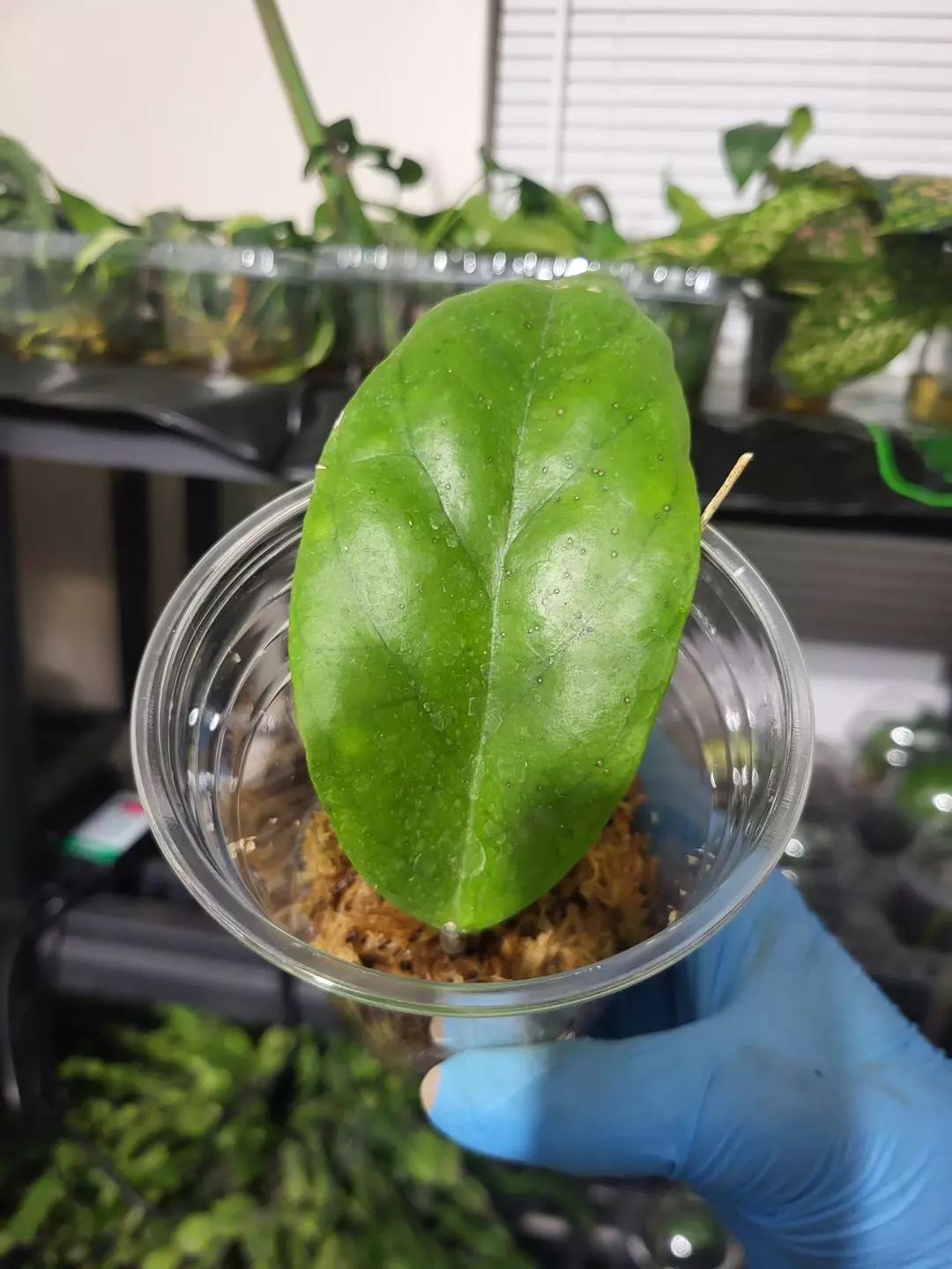 Hoya patcharawalai thumbnail