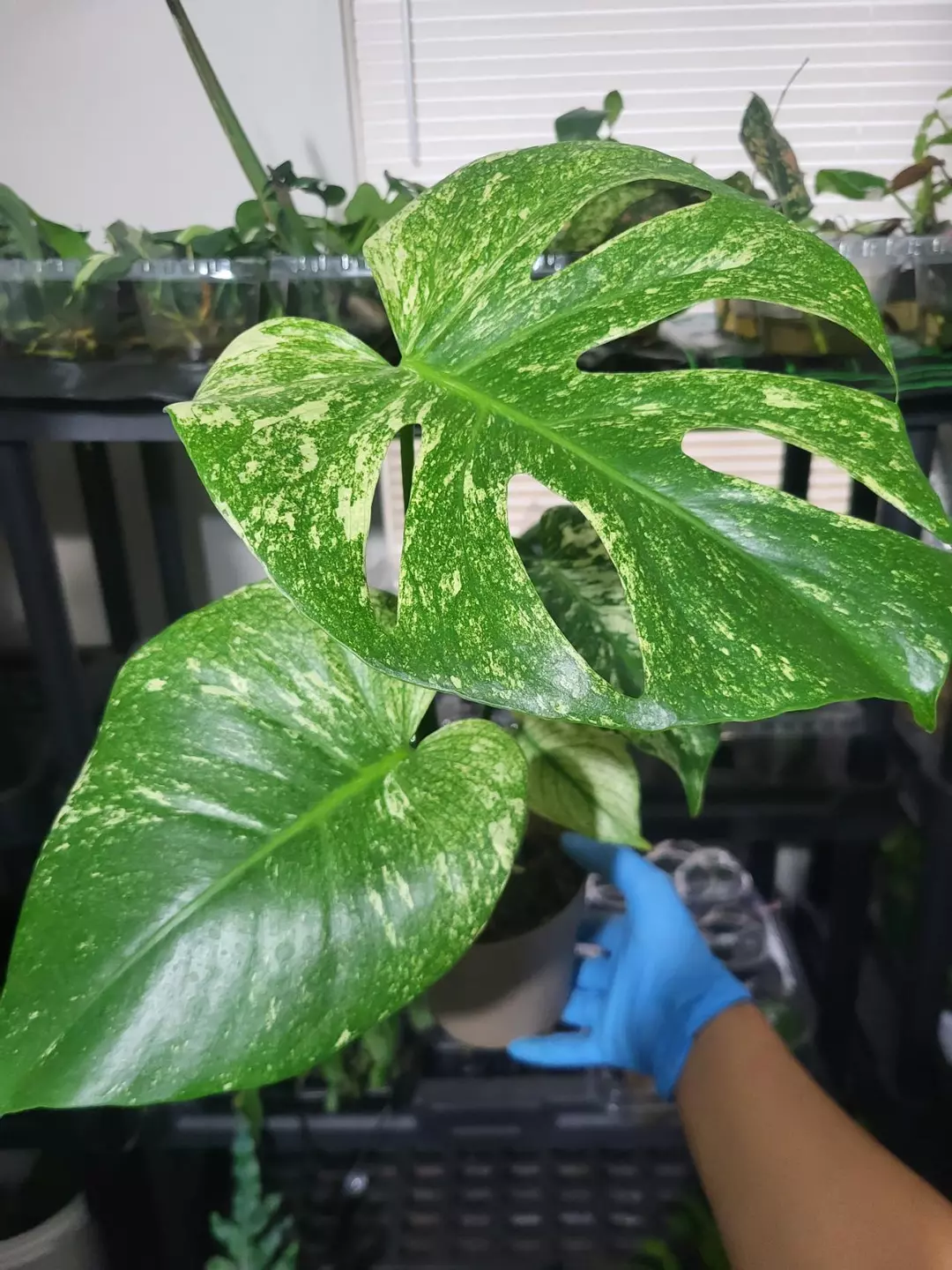 Monstera white monster thumbnail