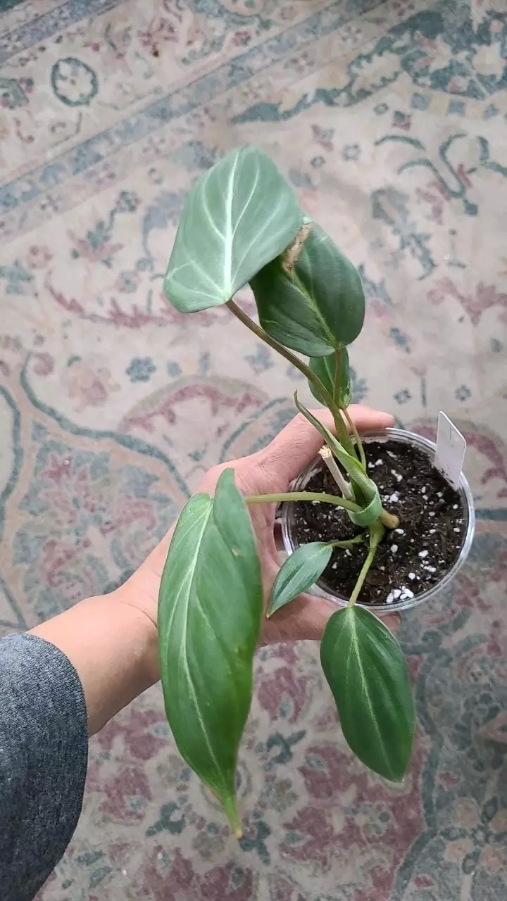 Philodendron Gloriosum 3.25" #1 thumbnail