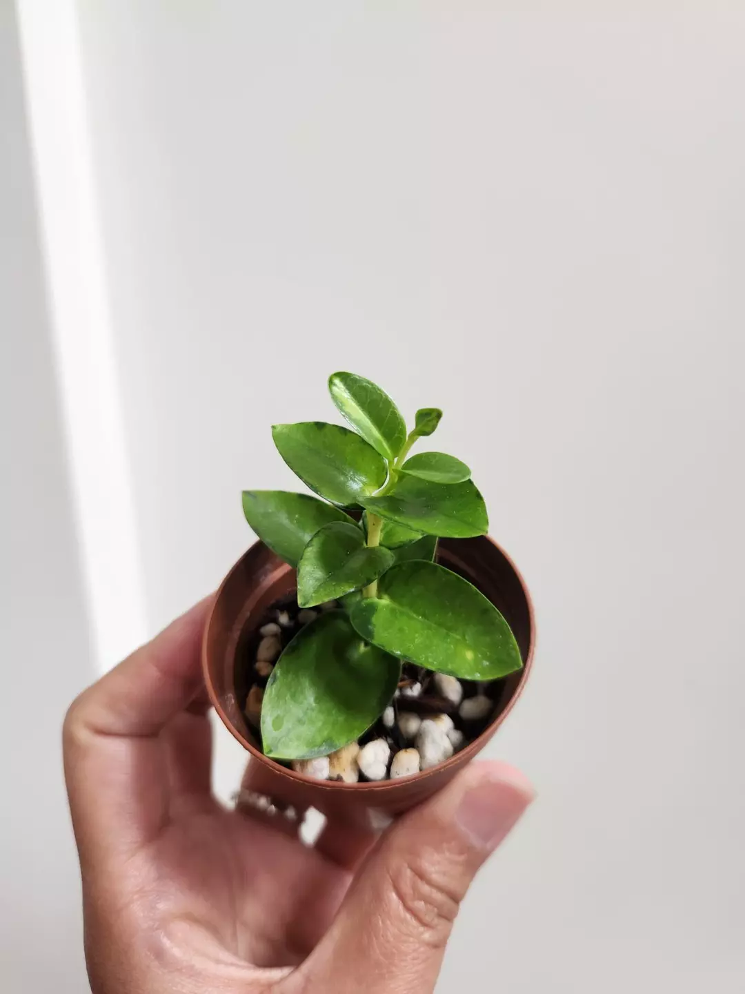 Hoya Cumingiana inner variegated thumbnail