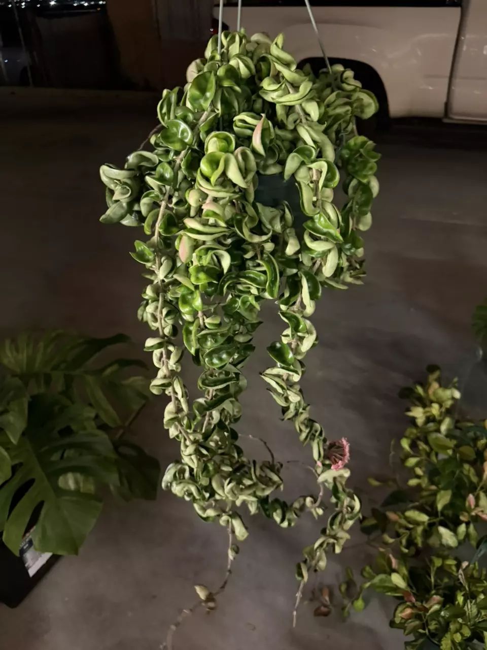 Xl Compacta thumbnail