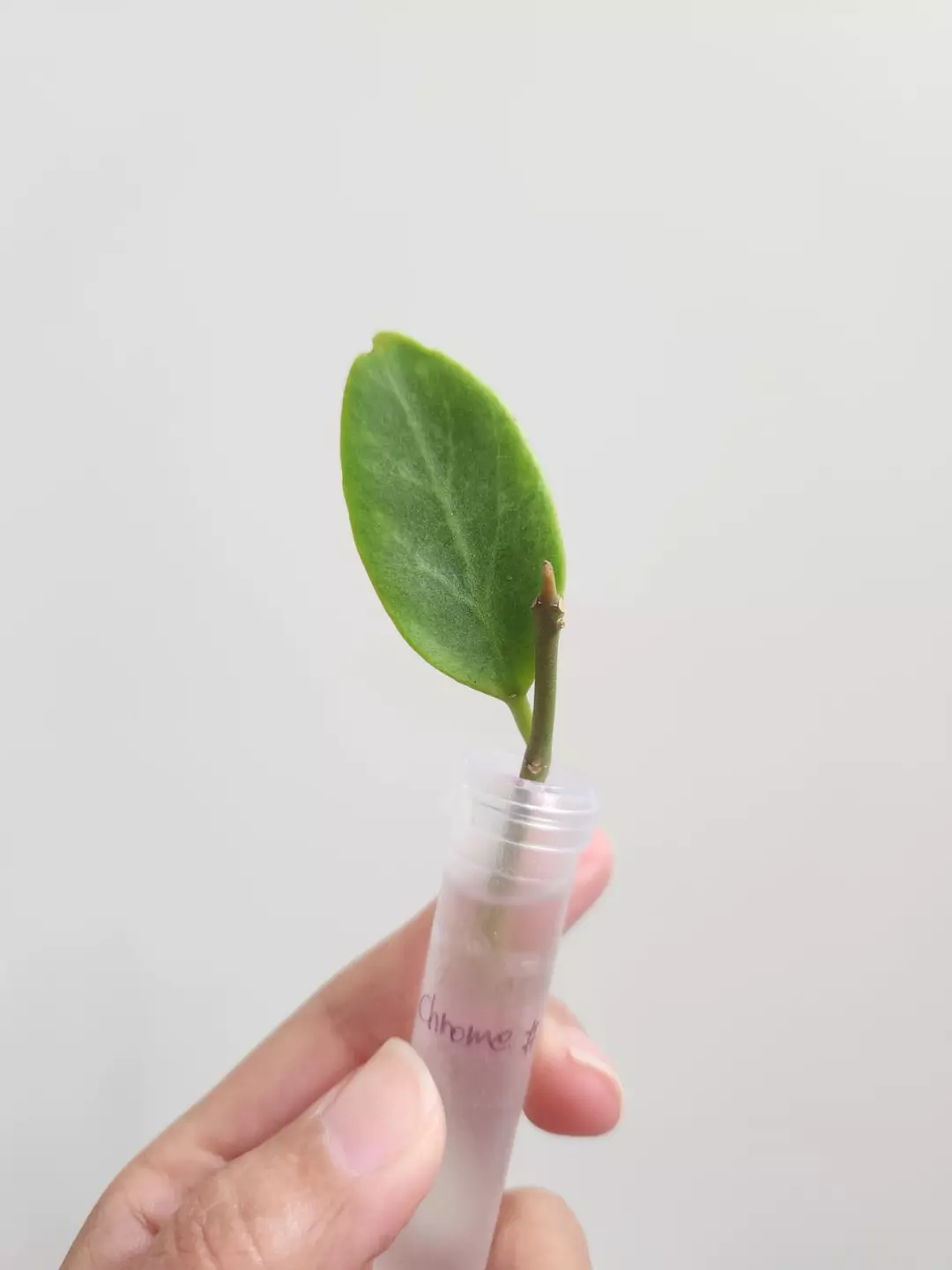 Hoya Cryptic Chrome cutting thumbnail