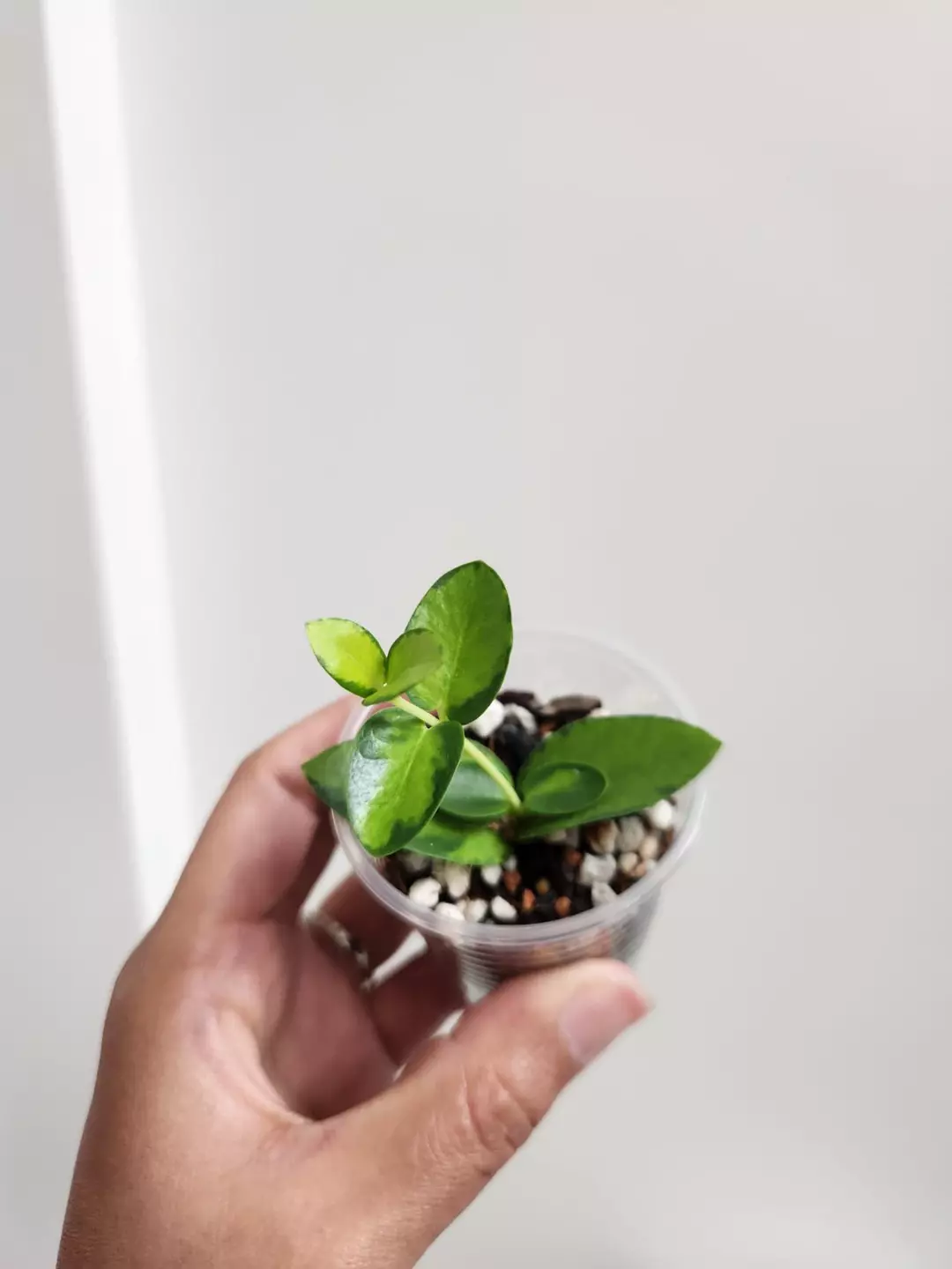 Hoya Cumingiana inner variegated thumbnail