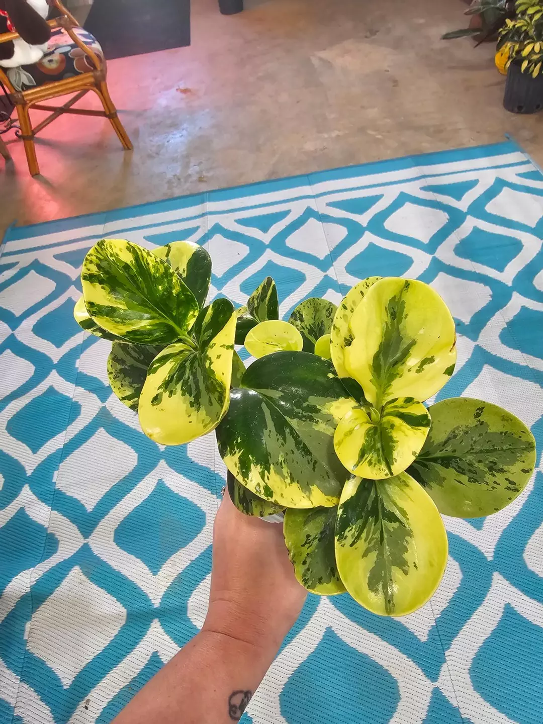 Peperomia Marble thumbnail