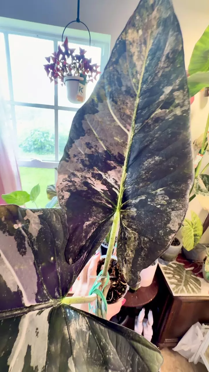 Pink Reginae BIG Alocasia mother plant thumbnail
