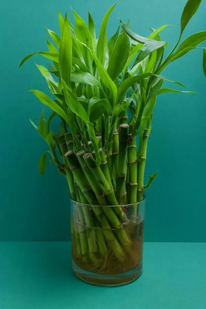 Live Lucky Bamboo Stalks  Bring Fortune & Harmony thumbnail