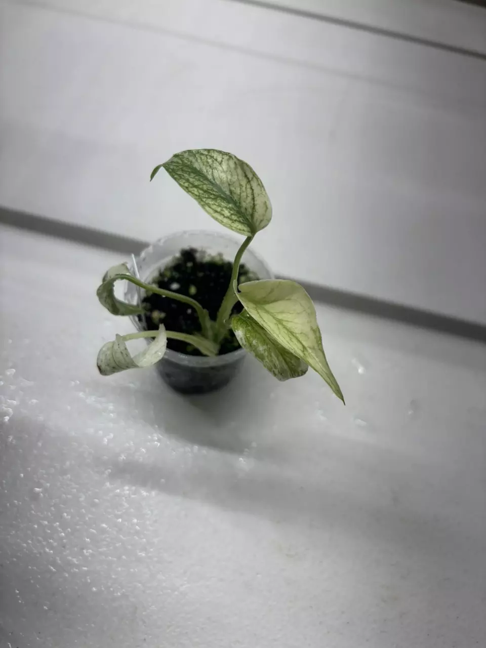 Monstera Jungle Mint thumbnail