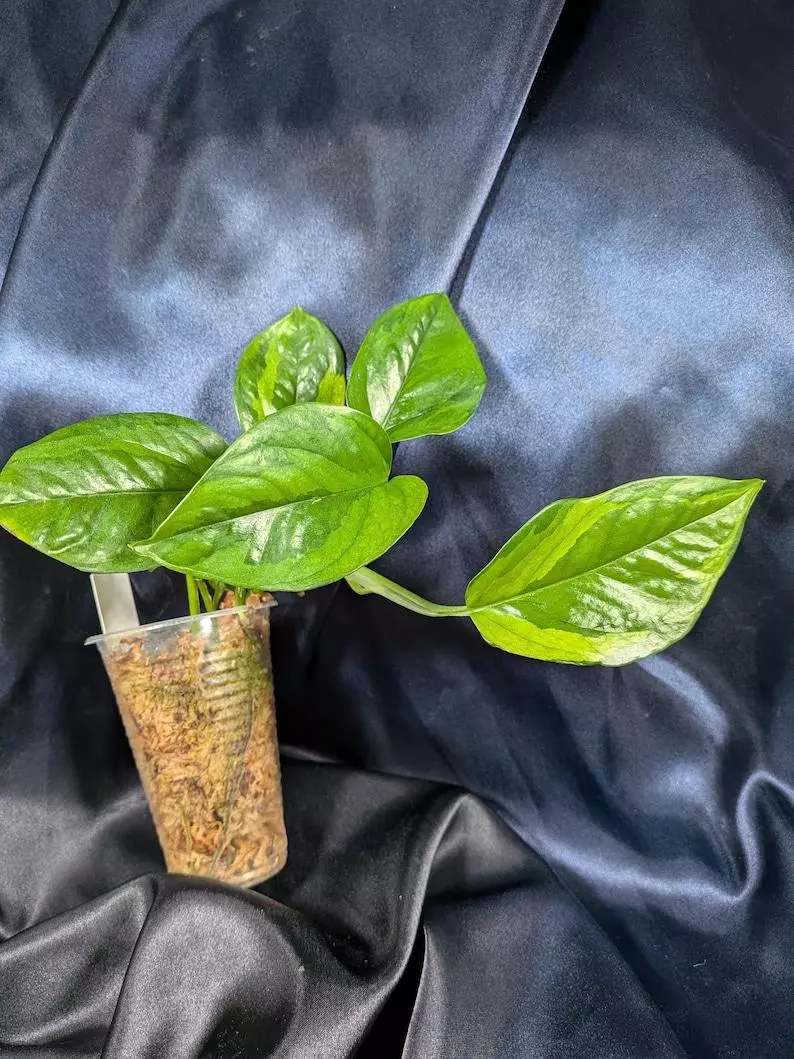 Poonsin Pothos thumbnail